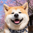 CQ8bwn90sHI-channel-avatar-Akita Monogatari