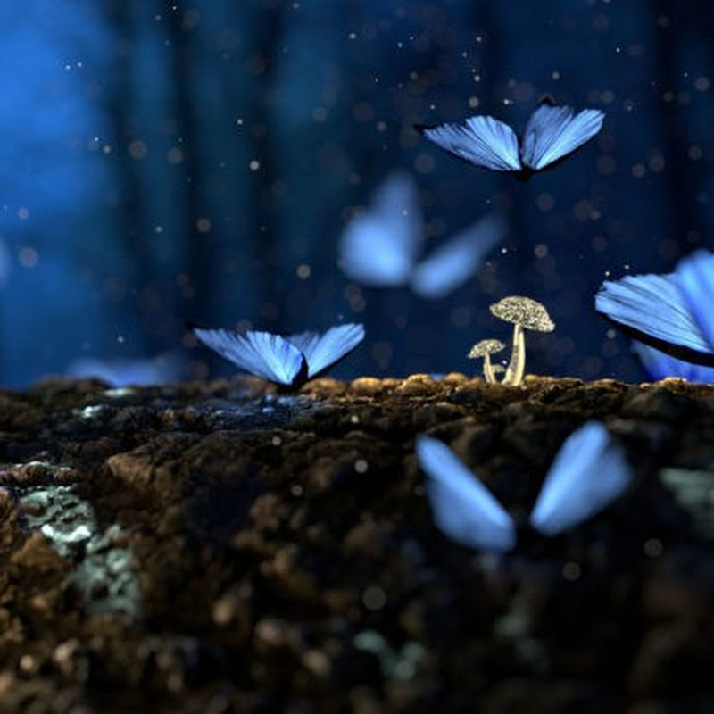 Maestra Elah Angel Life Coach