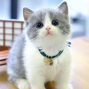 FUNNY AND CUTE ANIMALS