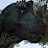 The Isle News Updates (Saphir Ceratosaurus)