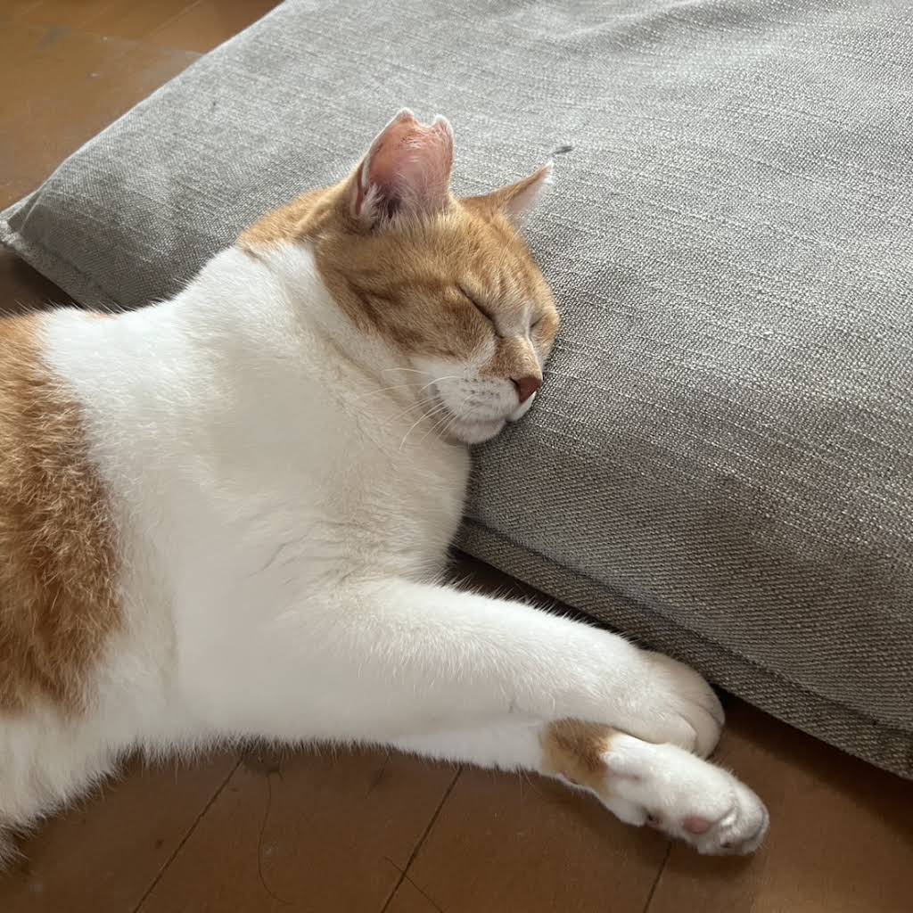 ChaCha: The Former Stray Cat - YouTube