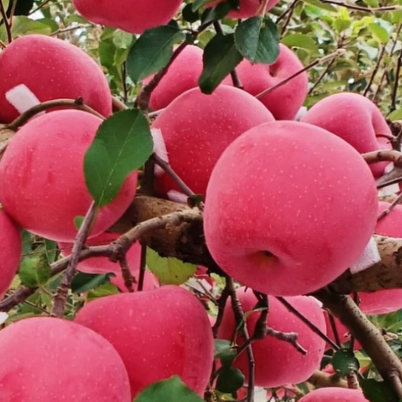 Fruit Garden