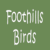 Foothills Birds