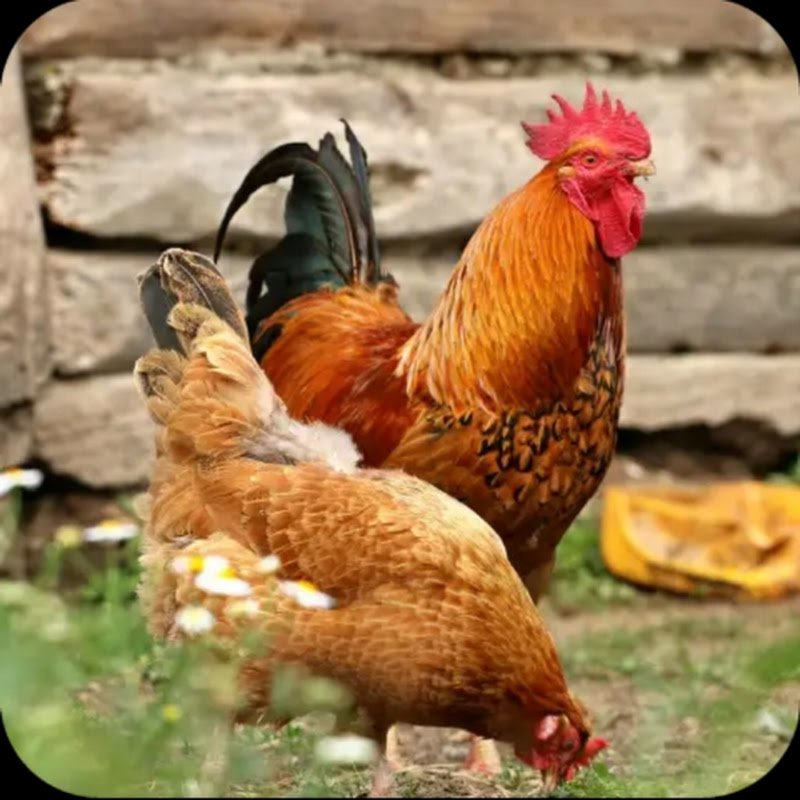 HEN FEED