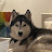 Kodathehuskypup