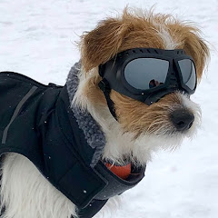 Henry the Jack Russell Terrier Dog