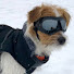 4Xj-VePmJbE-channel-avatar-Henry the Jack Russell Terrier Dog