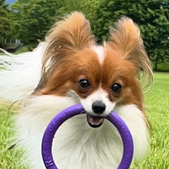 まいらいふ犬猫アロマ