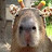 kapibara żyrafiara