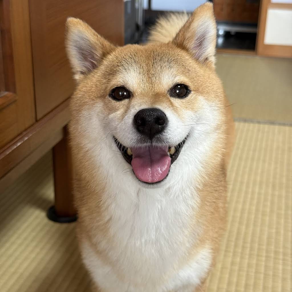 Shiba Inu Fuku & Tom - YouTube