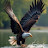 @Mansoor_313