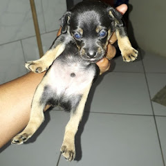 Amo meu pinscher channel logo