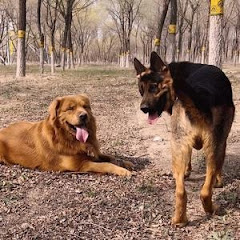 憨憨金和帅帅银アイコン画像