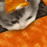 pwZDS_-M15Q-channel-avatar-schpood