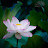 @زهرةالوتس-خ1ك