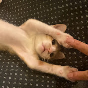 保護猫ラム♂日記