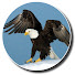 vfoaDKDq_PQ-channel-avatar-Eagle Z