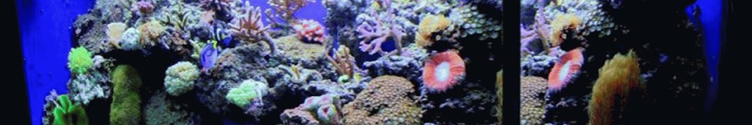 Aquariumpassion Awatar kanału YouTube