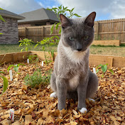 A Cat in the Garden