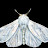 @mothlampeater