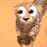 Bb_u3Xo_LpU-channel-avatar-cheeta