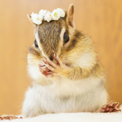 Bikke the chip シマリスと暮らす