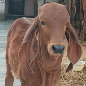 Goswami Deyri Farm Indoli