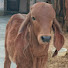 GVSP9P7t7LQ-channel-avatar-Goswami Deyri Farm Indoli