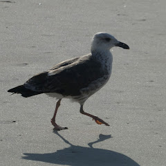 Walking, with Genny (on Long Island)
