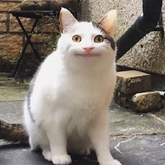 有趣猫咪アイコン画像