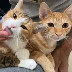 今日から猫と、