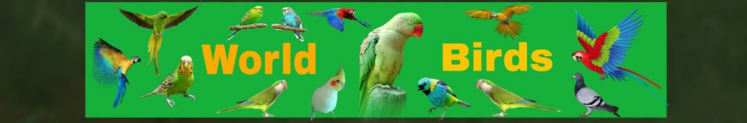 world of birds YouTube kanalı avatarı