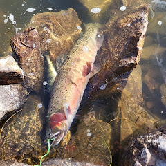 blazes reptiles and fish and more