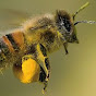 Araku Honey bee forms logo
