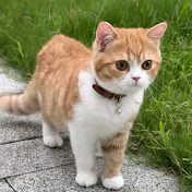 Cute cats and viral Kittens