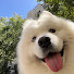 KaxTV0L1qPI-channel-avatar-Tales Dog 4Chan