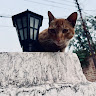 Автор