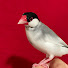 ioMcCe_bmlc-channel-avatar-文鳥と着物と生活 / MIYABUMBUM