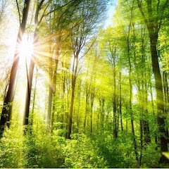 治愈樹音樂 Healing Tree Musicアイコン画像