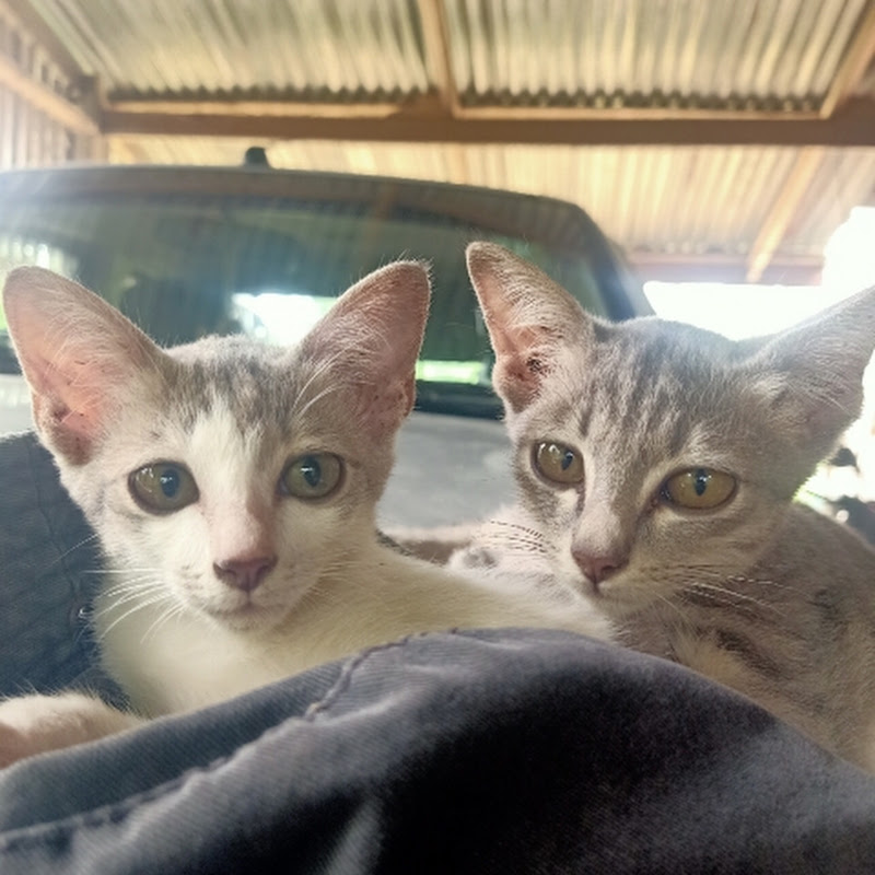 นานา Cute pets avatar