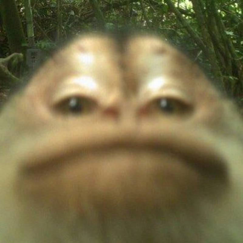 monke