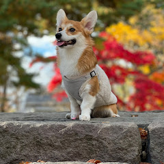 コーギー犬おとちゃんアイコン画像