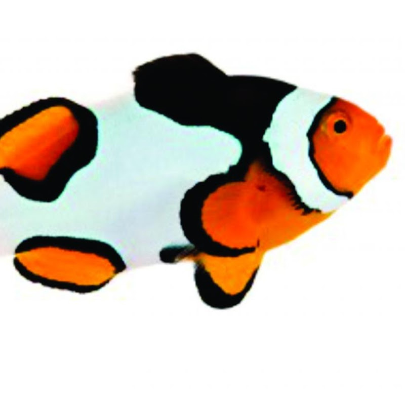 ROTTER TUBE REEF icon