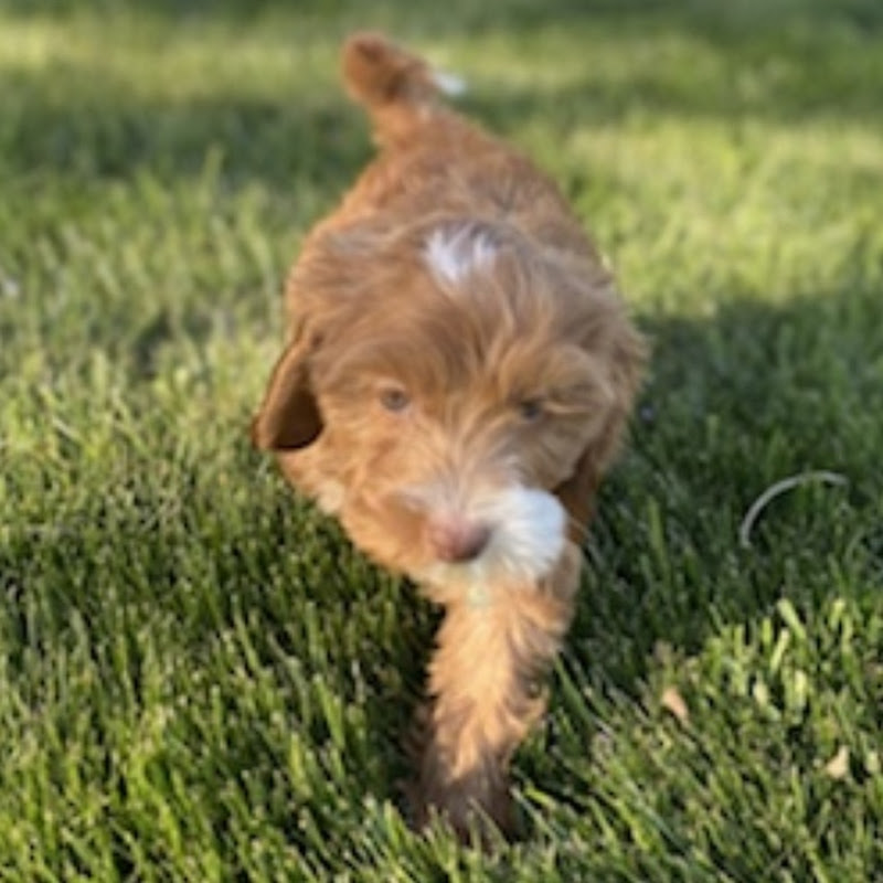 Hire Winston’s Channel — Wildlife & Nature Documentaries (Animals) YouTube creator for sponsorships