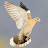 White-Winged Dove