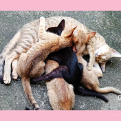 Kittenworld