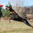 RdyLI6hDYYM-channel-avatar-The Doberman Perspective