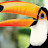 Photo of @Toucan-p5h