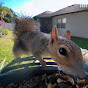 Mt Dora Bird Feeder - @MtDoraBirdFeeder - Youtube