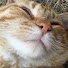 GzOMs7YgHD4-channel-avatar-保護猫LIFE もずく